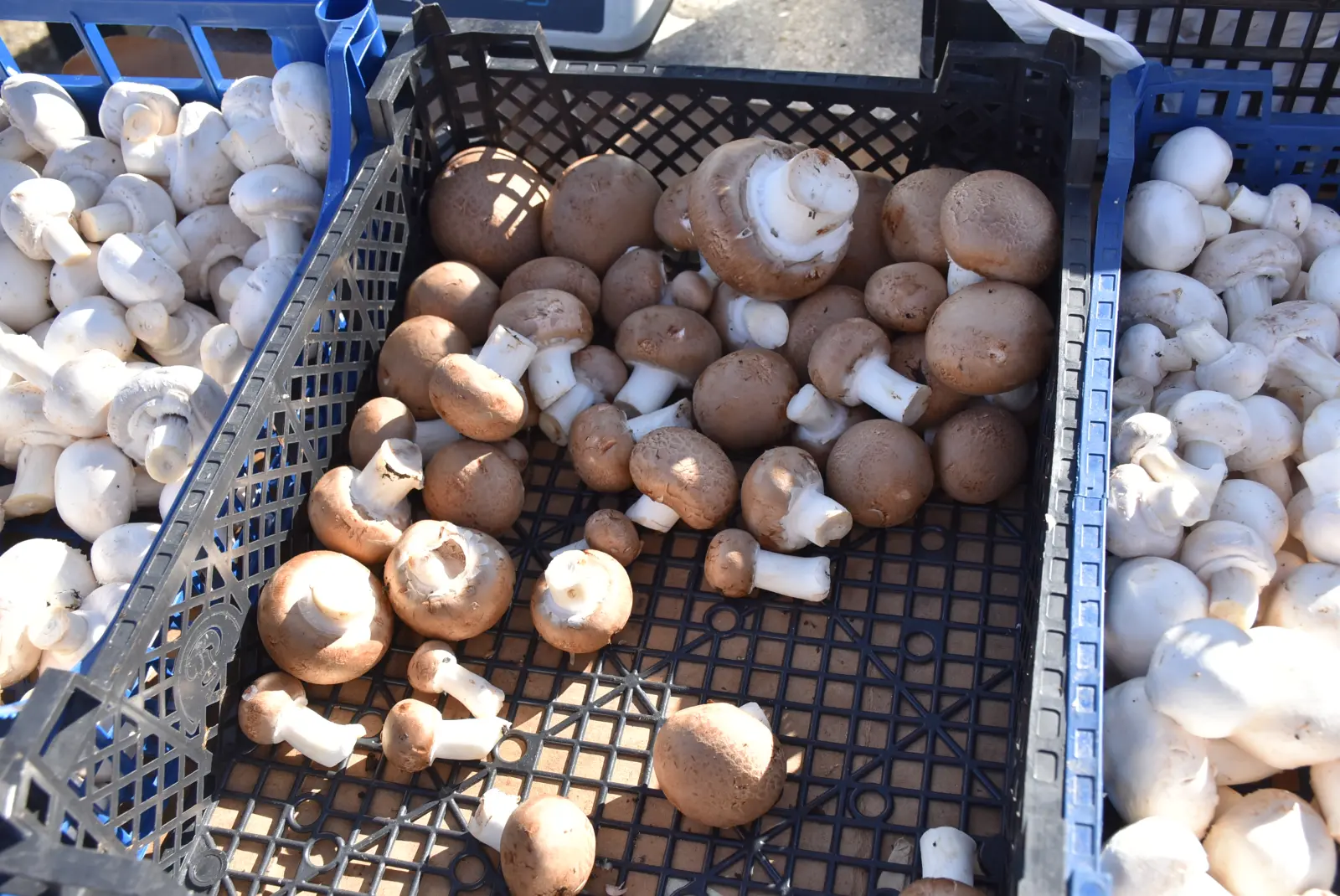 Sajam, Čakovec, 12.3.25 (2)