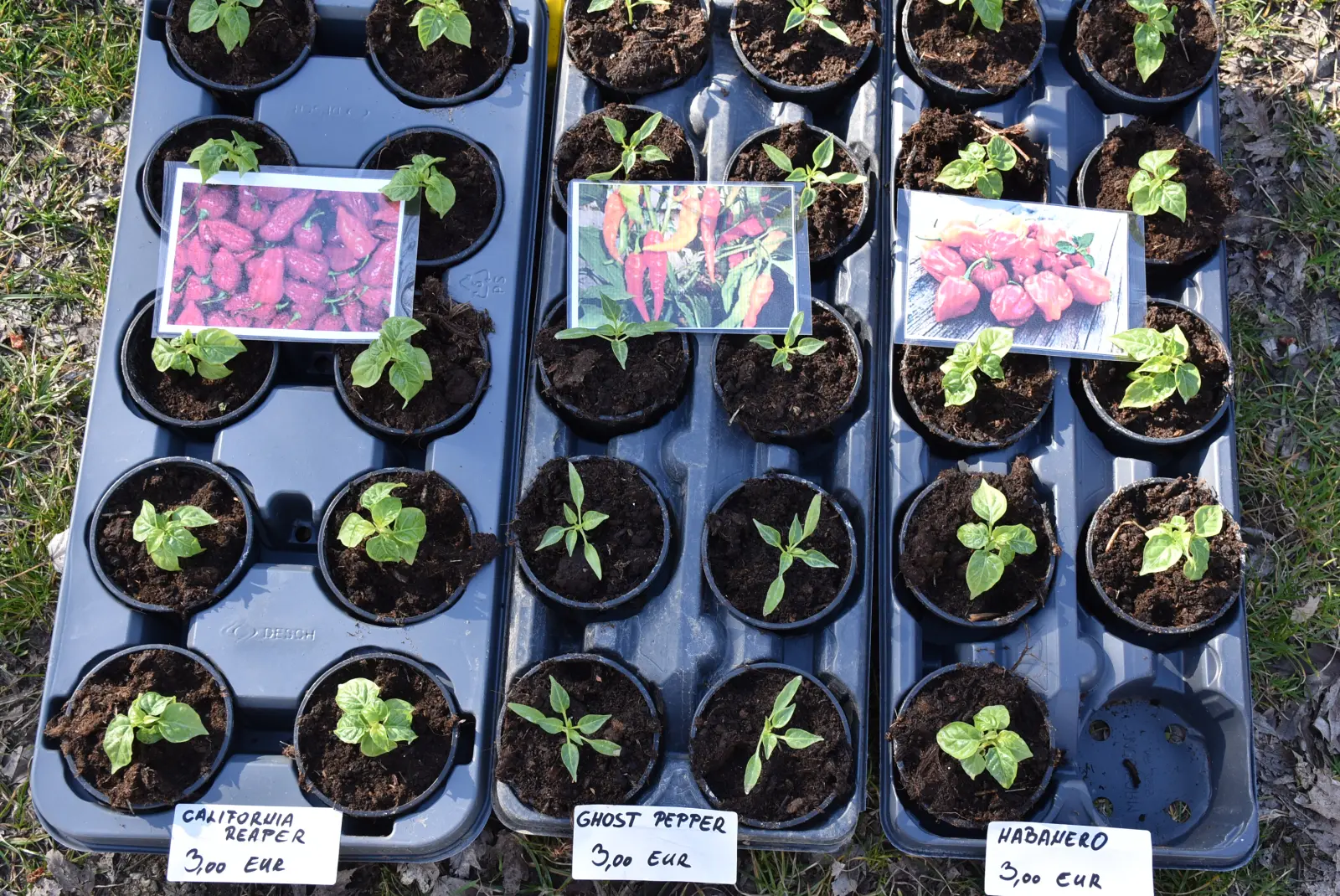 Sajam, Čakovec, 12.3.25 (29)