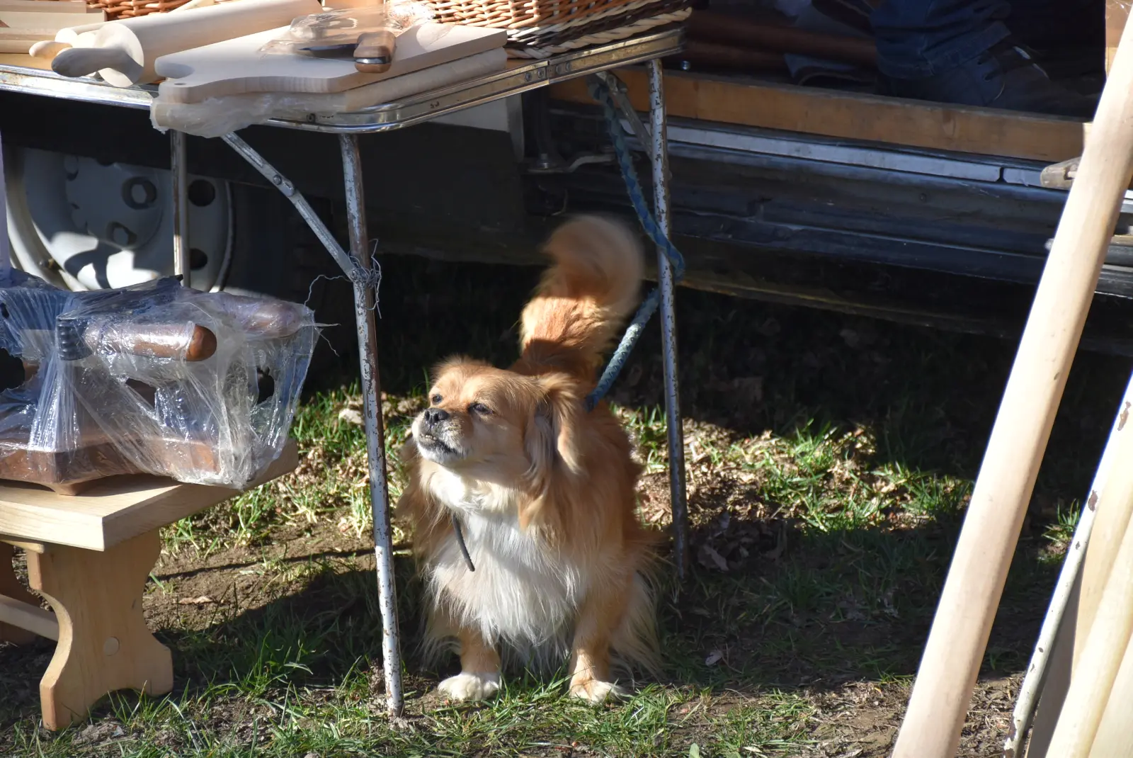 Sajam, Čakovec, 12.3.25 (31)