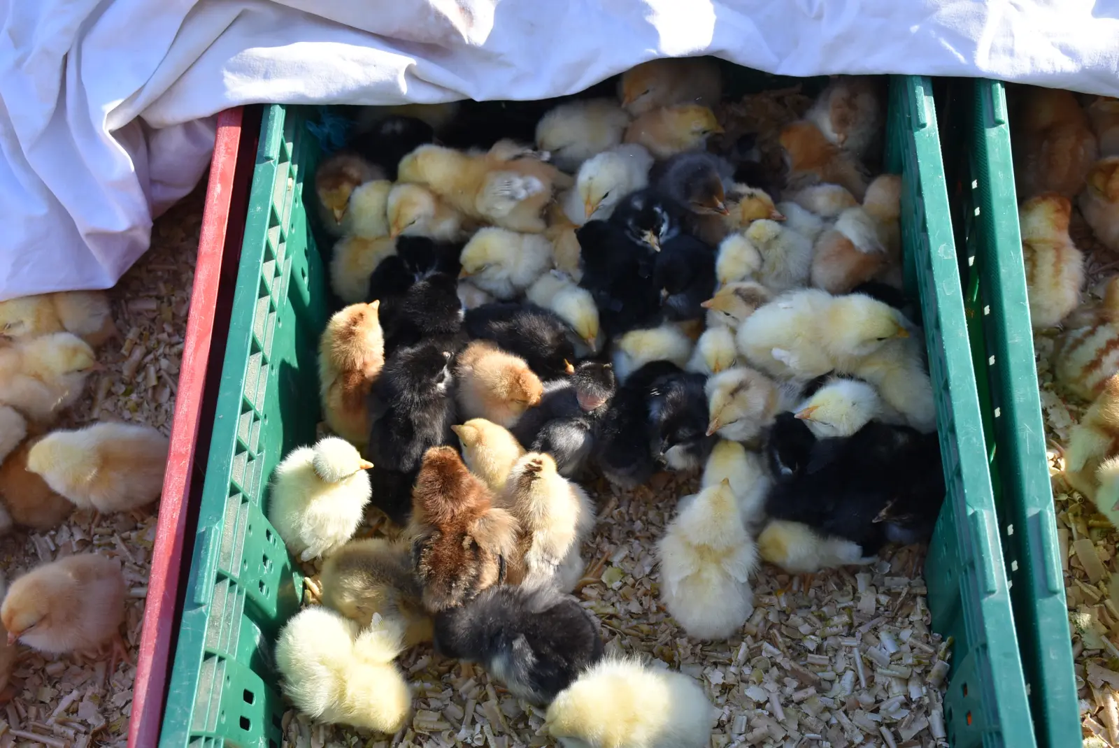 Sajam, Čakovec, 12.3.25 (35)