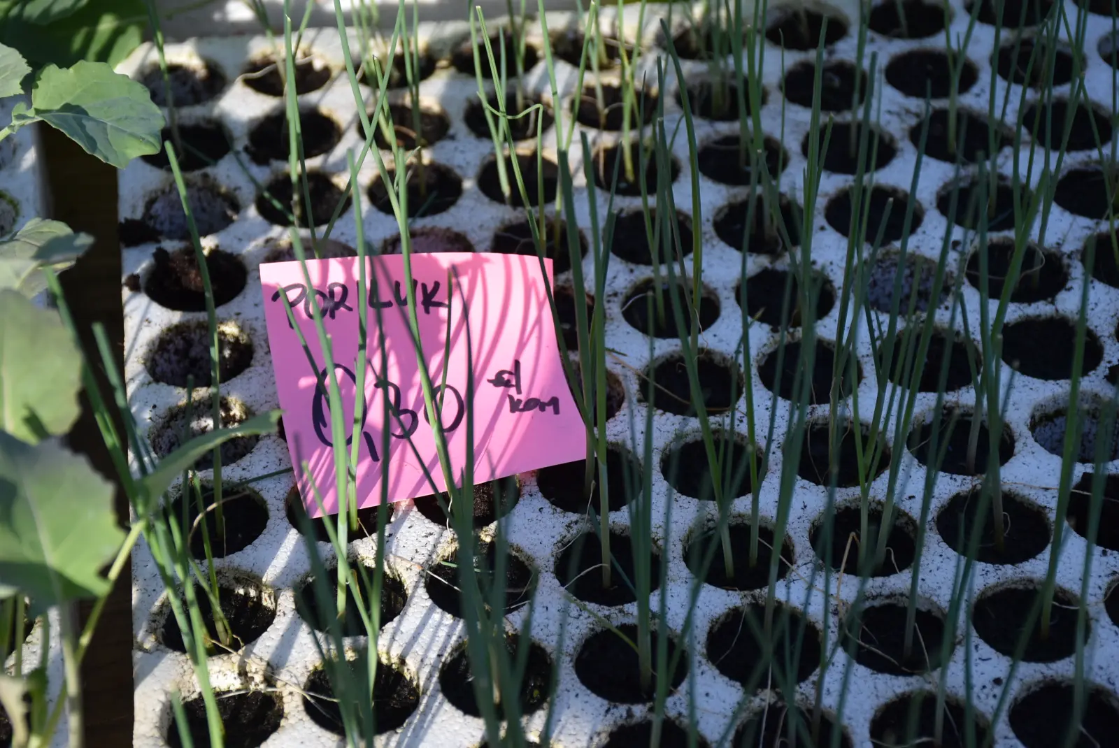 Sajam, Čakovec, 12.3.25 (4)