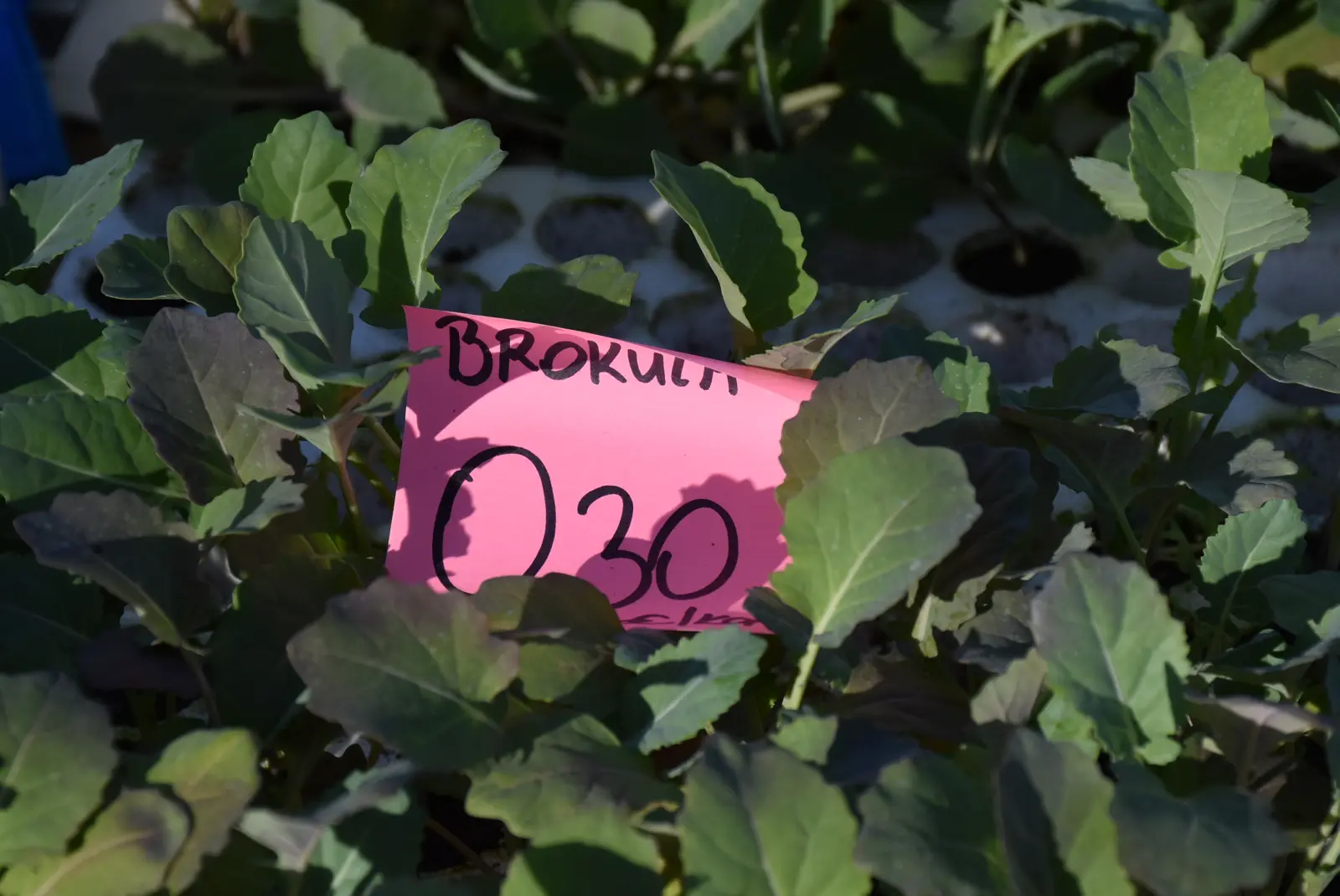 Sajam, Čakovec, 12.3.25 (5)