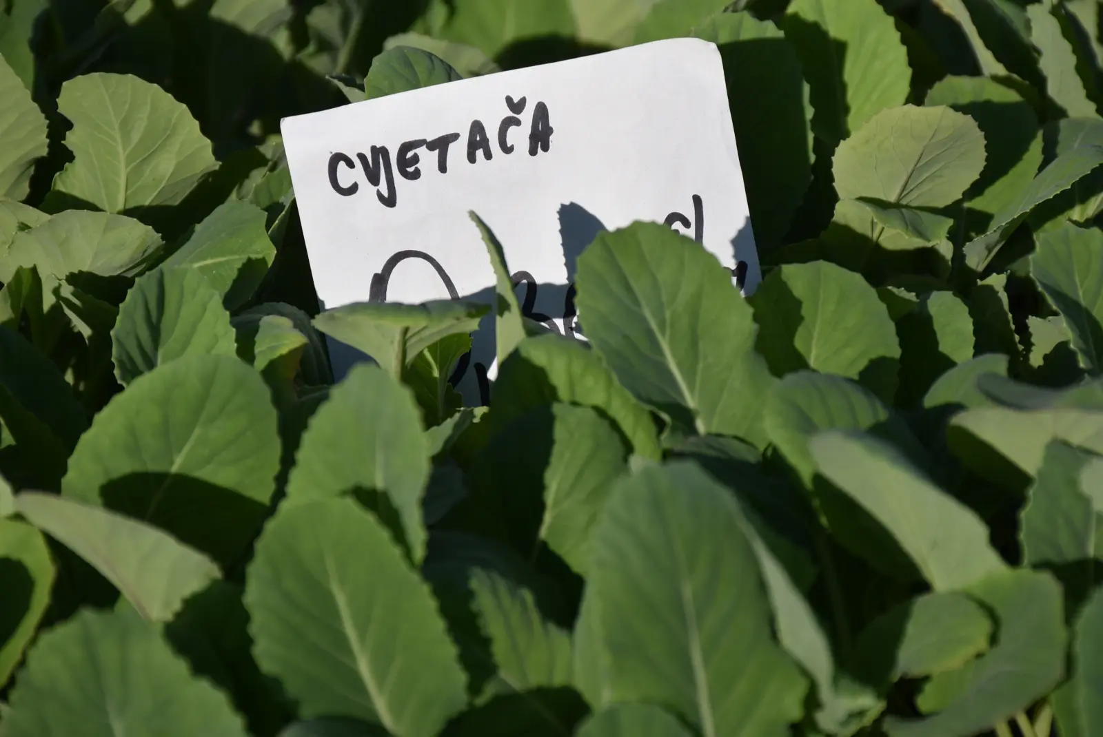 Sajam, Čakovec, 12.3.25 (6)