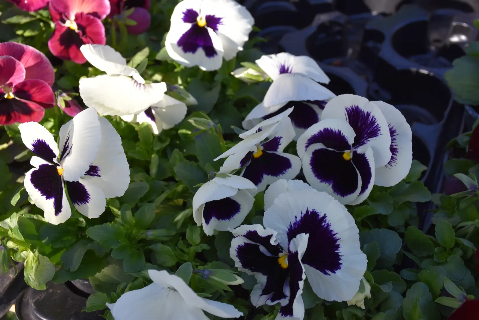 Sajam, Čakovec, 12.3.25 (7)