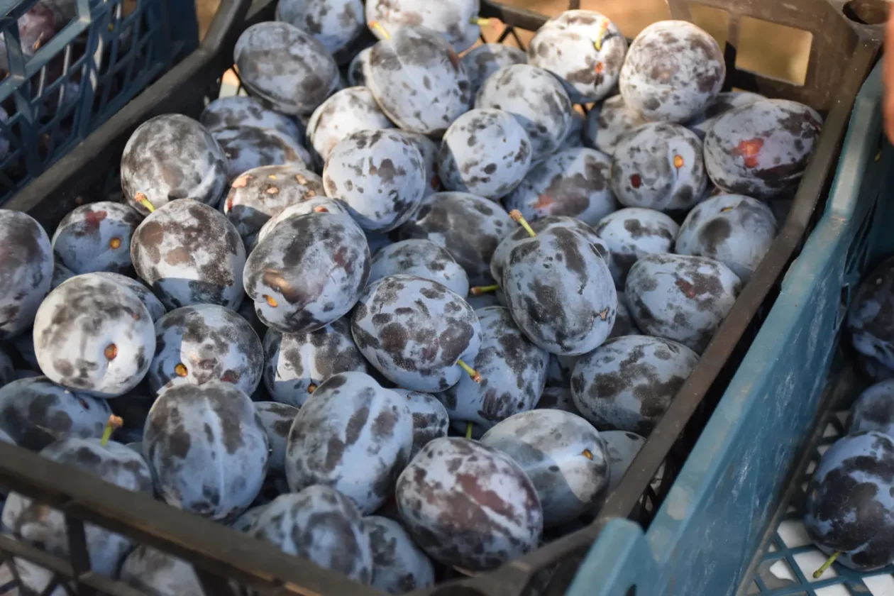 Sajam, Čakovec, 13.8.2025 (11)