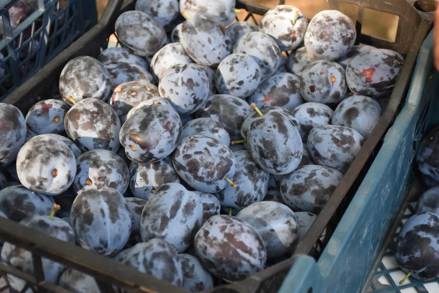 Sajam, Čakovec, 13.8.2025 (11) Sajam, Čakovec, 13.8.2025 (11)