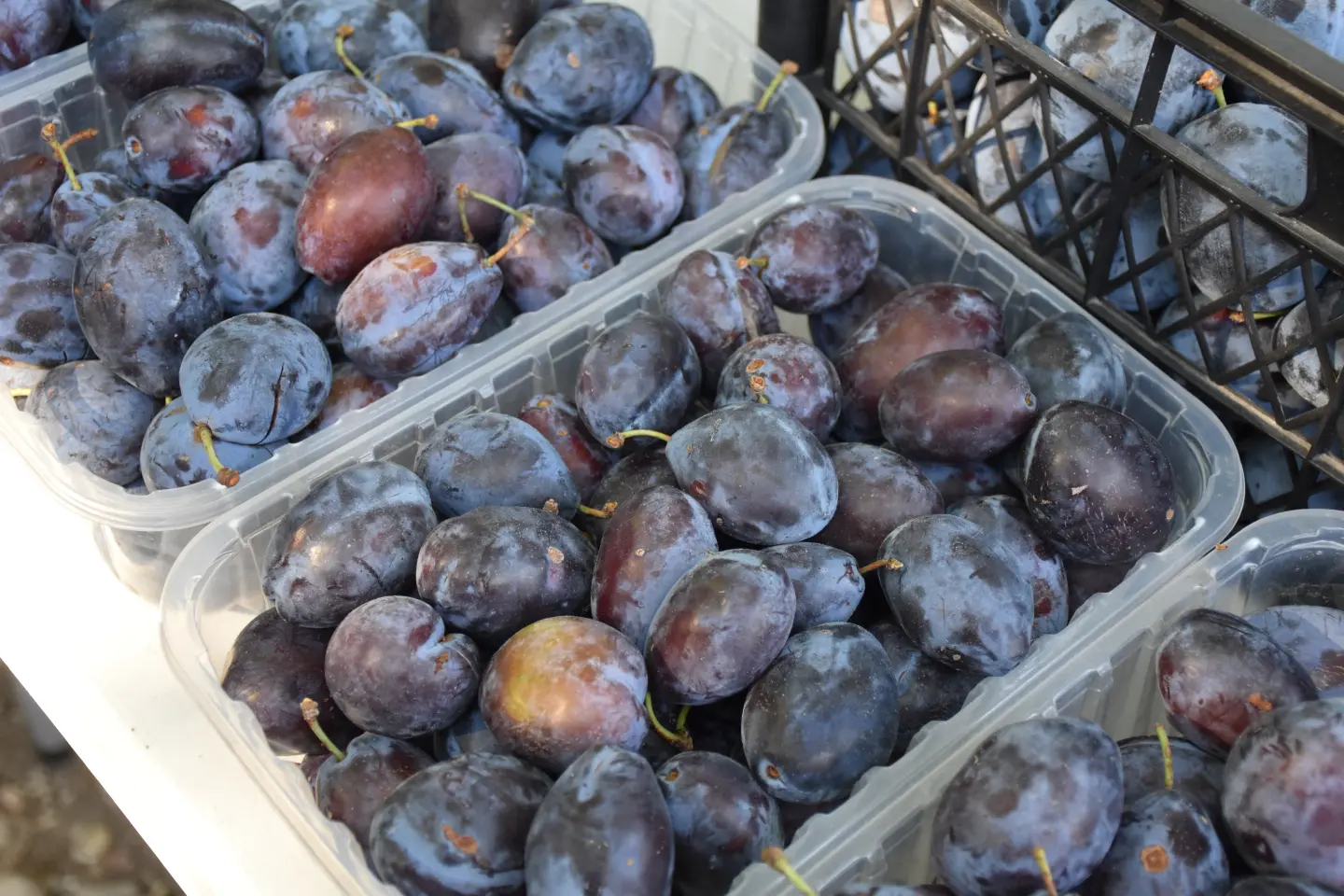 Sajam, Čakovec, 13.8.2025 (12) Sajam, Čakovec, 13.8.2025 (12)