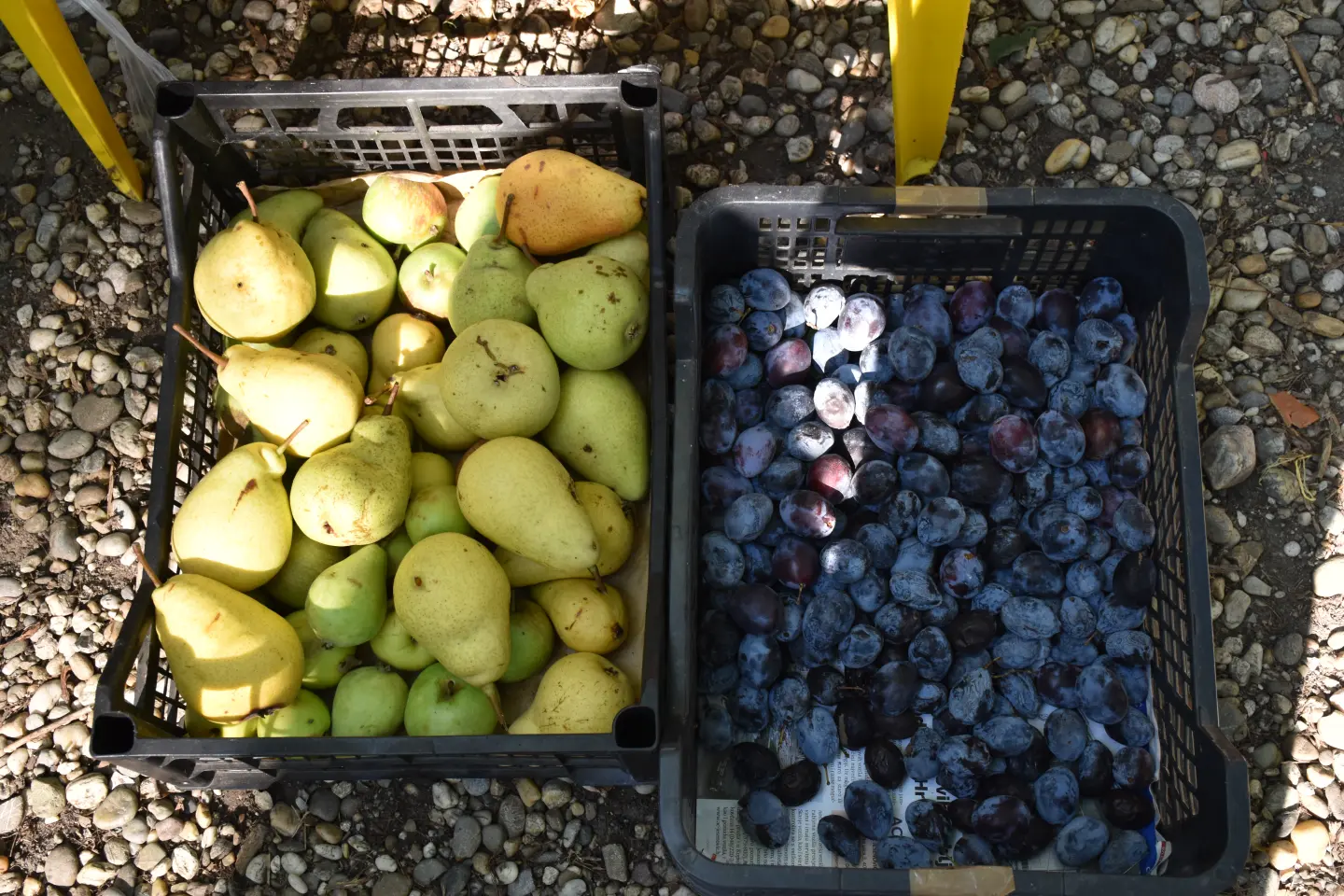 Sajam, Čakovec, 13.8.2025 (32)