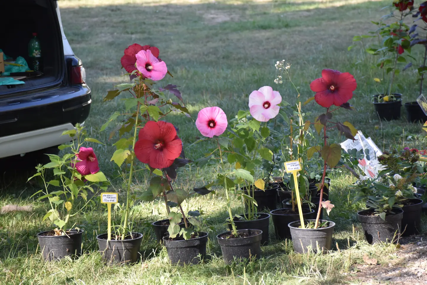 Sajam, Čakovec, 13.8.2025 (41)