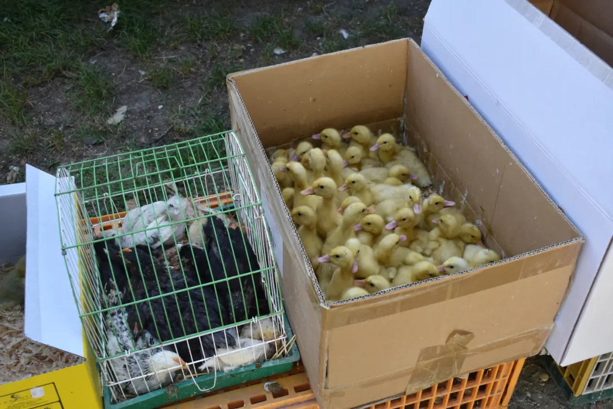 Sajam, Čakovec, 13.8.2025 (43)