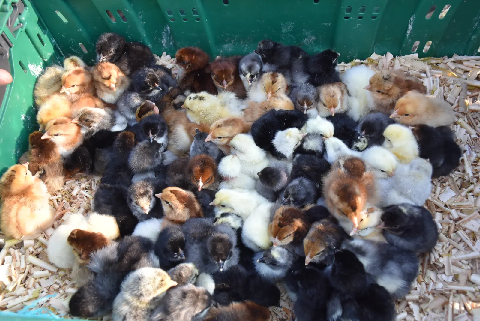 Sajam, Čakovec, 19.2.2025 (38) Sajam, Čakovec, 19.2.2025 (38)