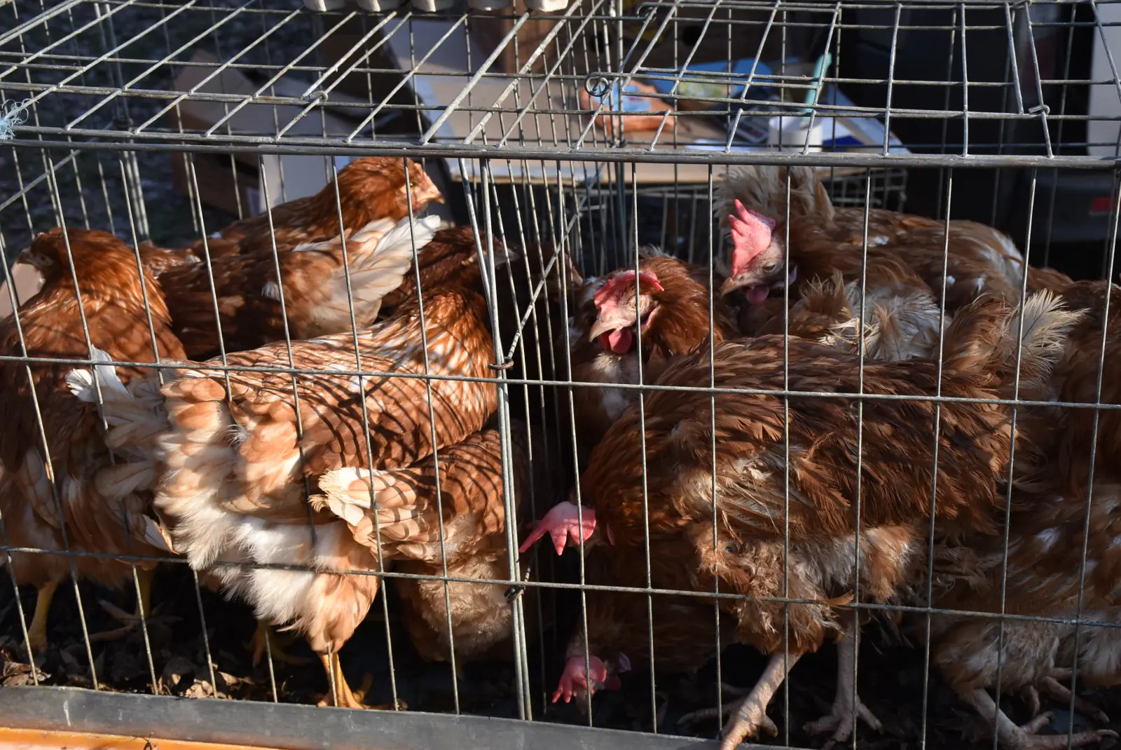 Sajam, Čakovec, 19.2.2025 (40) Sajam, Čakovec, 19.2.2025 (40)