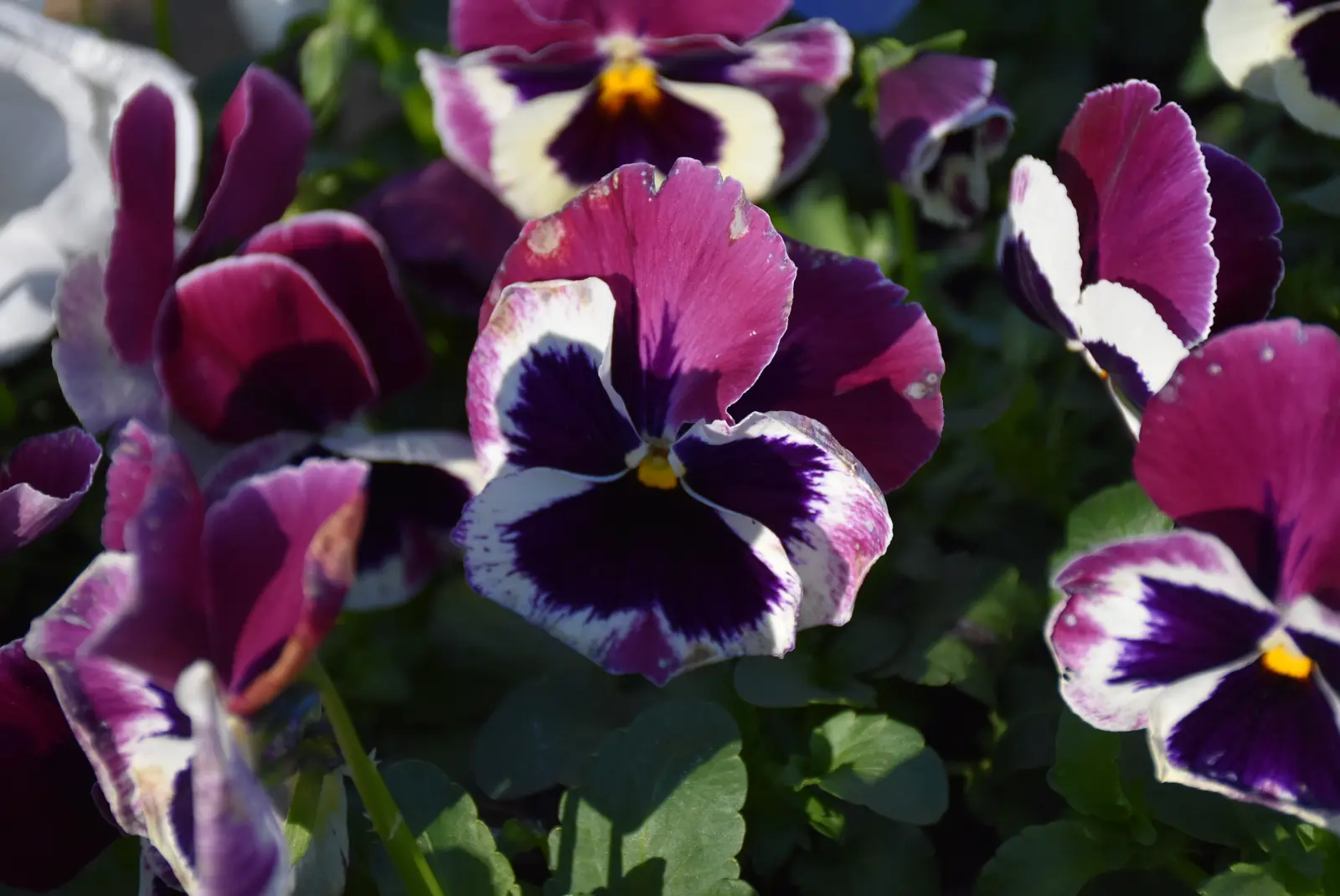 Sajam, Čakovec, 19.3 (11) Sajam, Čakovec, 19.3 (11)