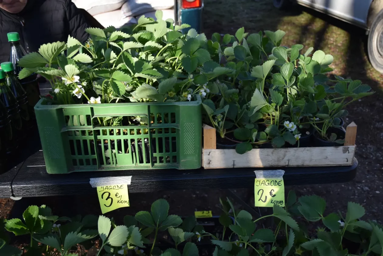 Sajam, Čakovec, 19.3 (20) Sajam, Čakovec, 19.3 (20)