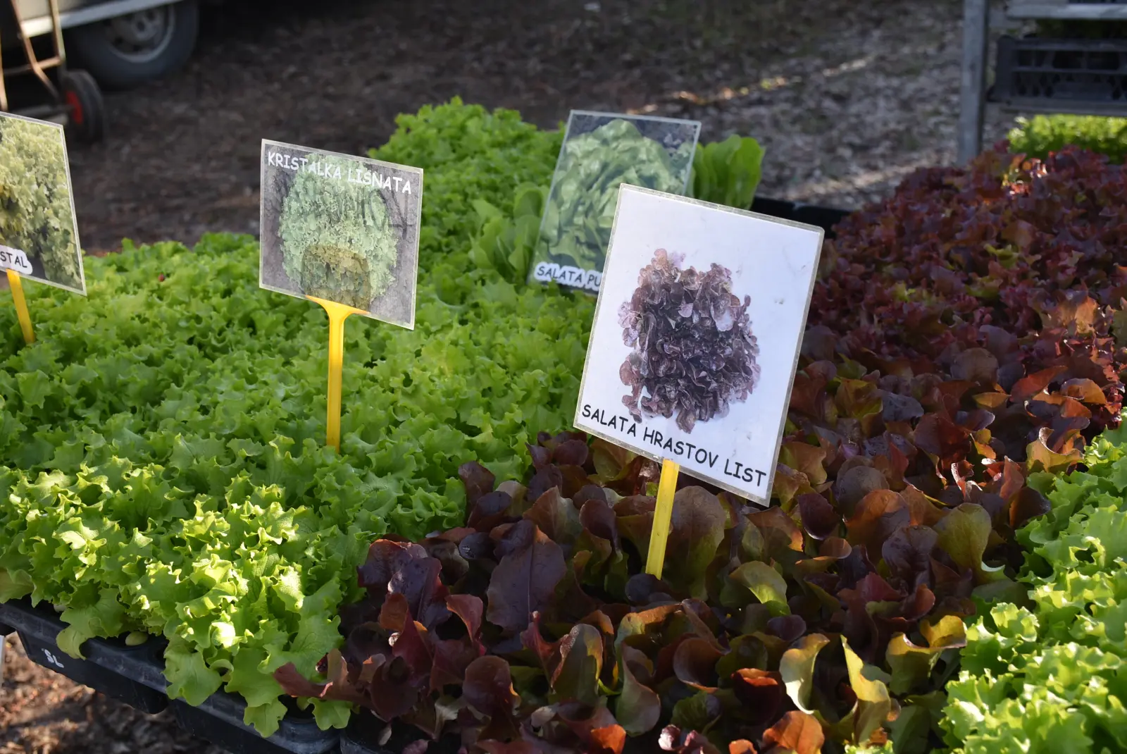 Sajam, Čakovec, 19.3 (25) Sajam, Čakovec, 19.3 (25)