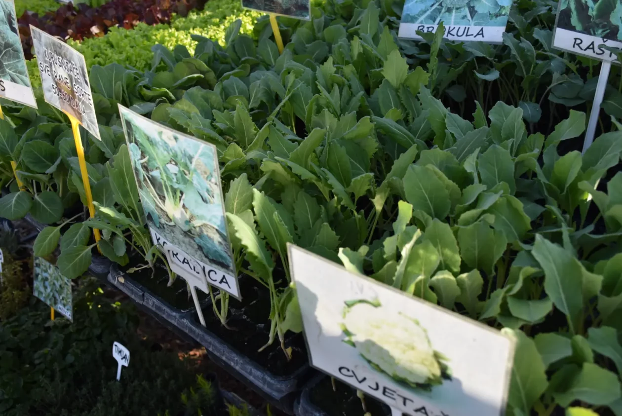 Sajam, Čakovec, 19.3 (26) Sajam, Čakovec, 19.3 (26)