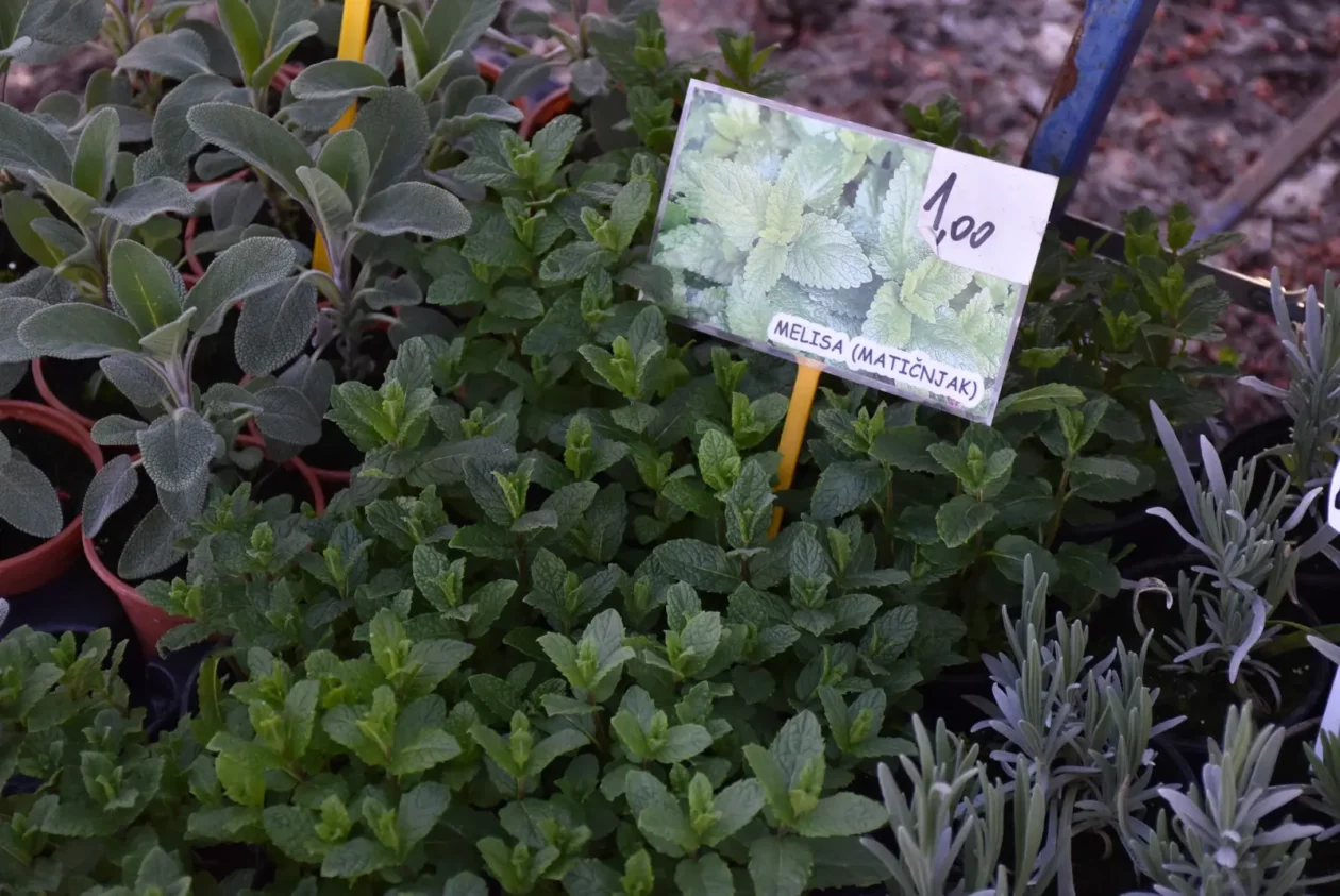 Sajam, Čakovec, 19.3 (27) Sajam, Čakovec, 19.3 (27)