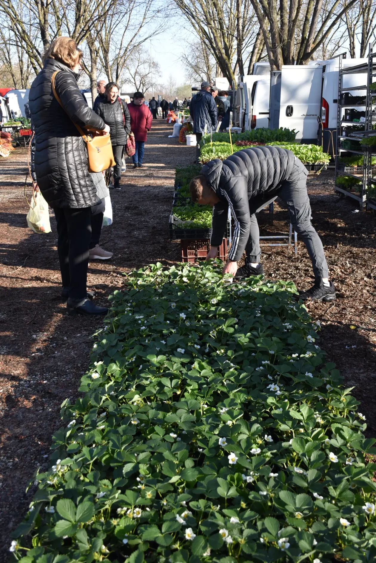 Sajam, Čakovec, 19.3 (29) Sajam, Čakovec, 19.3 (29)