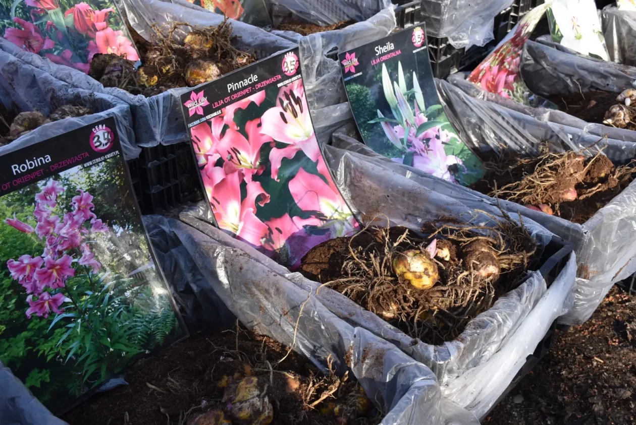 Sajam, Čakovec, 19.3 (30) Sajam, Čakovec, 19.3 (30)