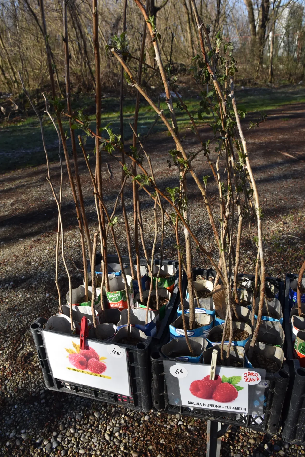 Sajam, Čakovec, 19.3 (31) Sajam, Čakovec, 19.3 (31)