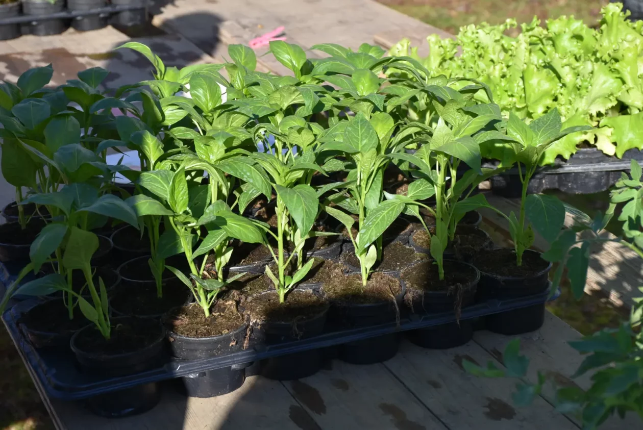 Sajam, Čakovec, 19.3 (37) Sajam, Čakovec, 19.3 (37)