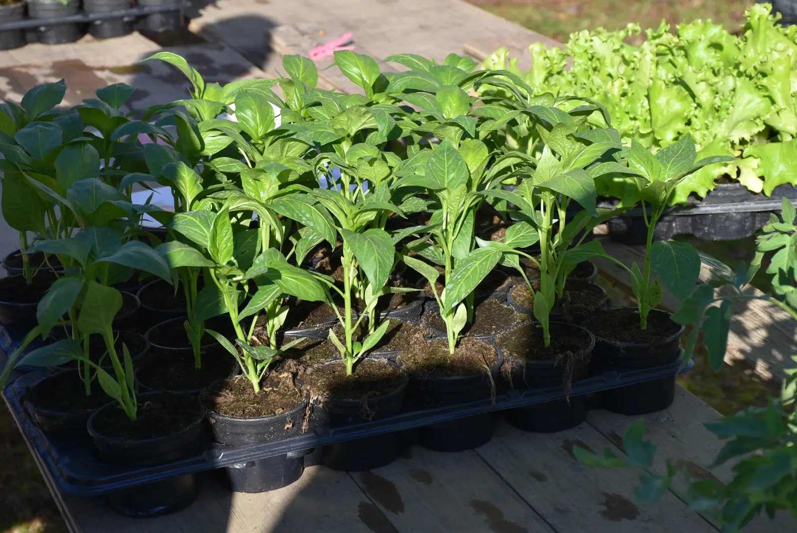 Sajam, Čakovec, 19.3 (37) Sajam, Čakovec, 19.3 (37)