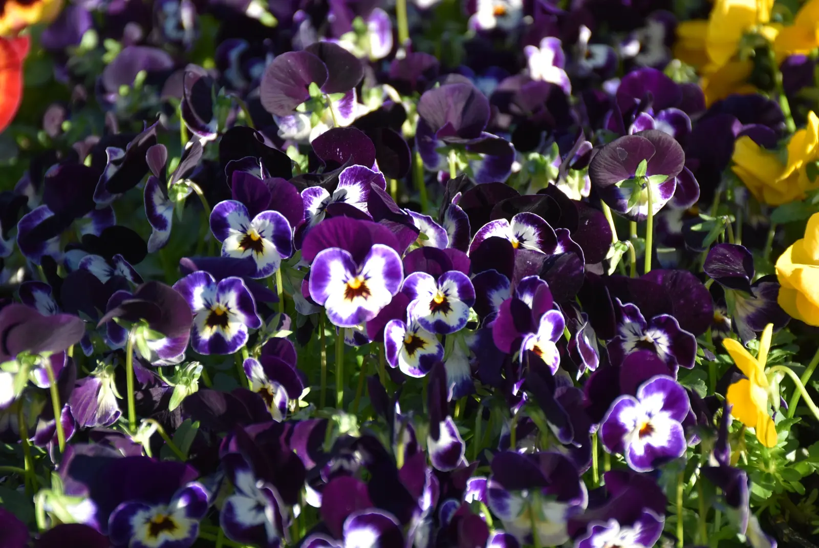 Sajam, Čakovec, 19.3 (38) Sajam, Čakovec, 19.3 (38)