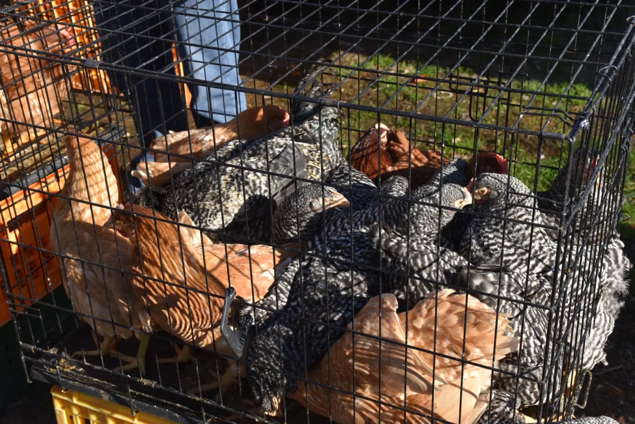 Sajam, Čakovec, 19.3 (44) Sajam, Čakovec, 19.3 (44)