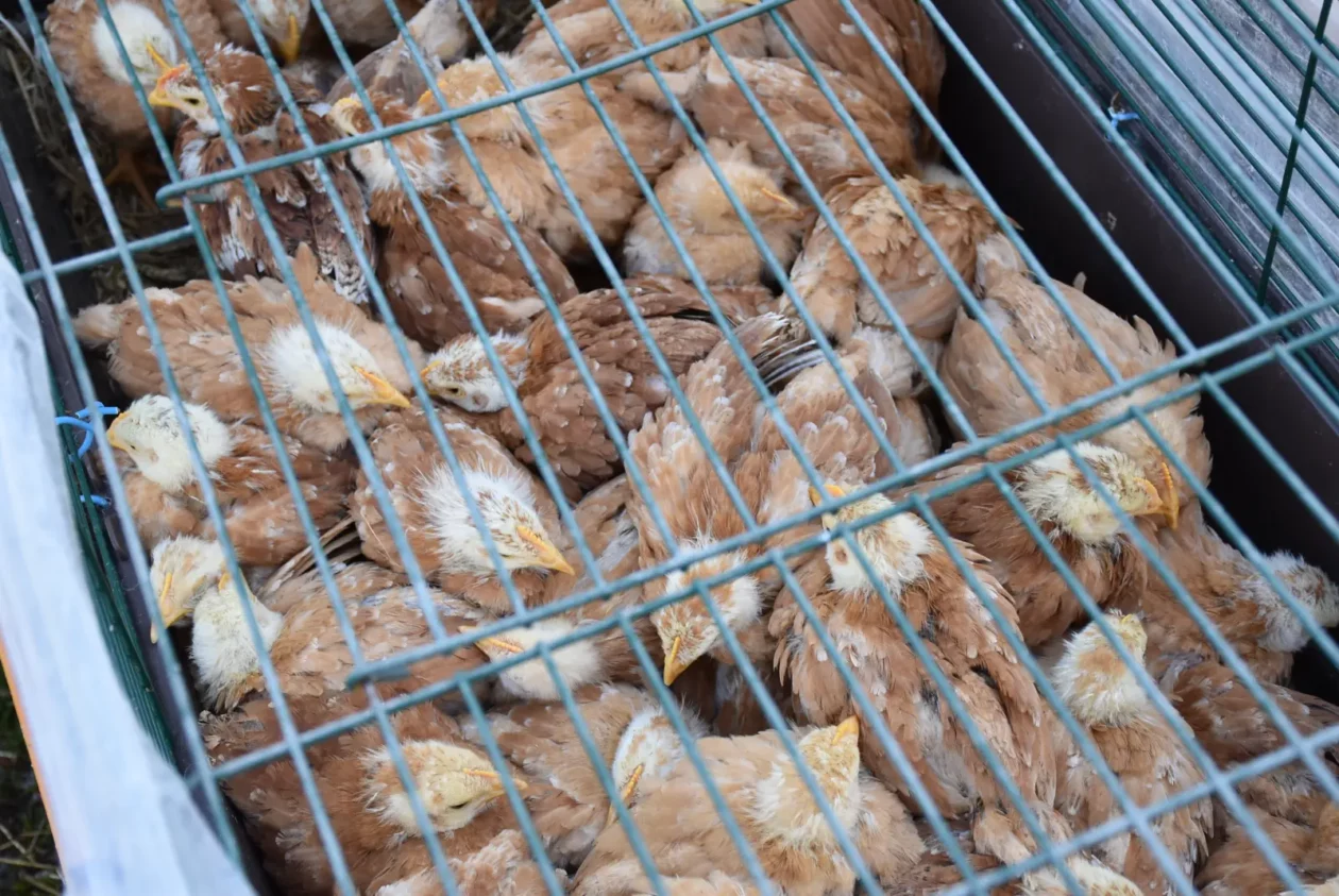 Sajam, Čakovec, 19.3 (45) Sajam, Čakovec, 19.3 (45)