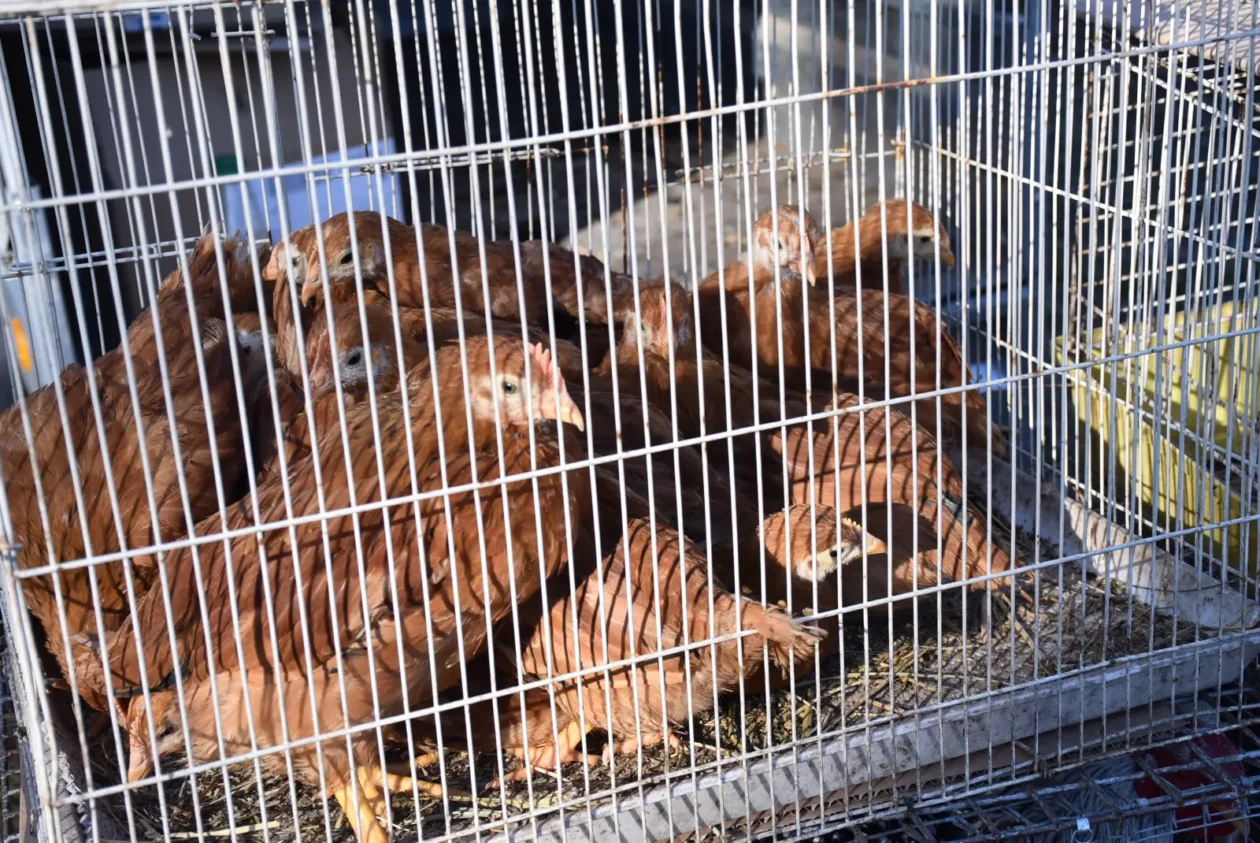 Sajam, Čakovec, 19.3 (46) Sajam, Čakovec, 19.3 (46)