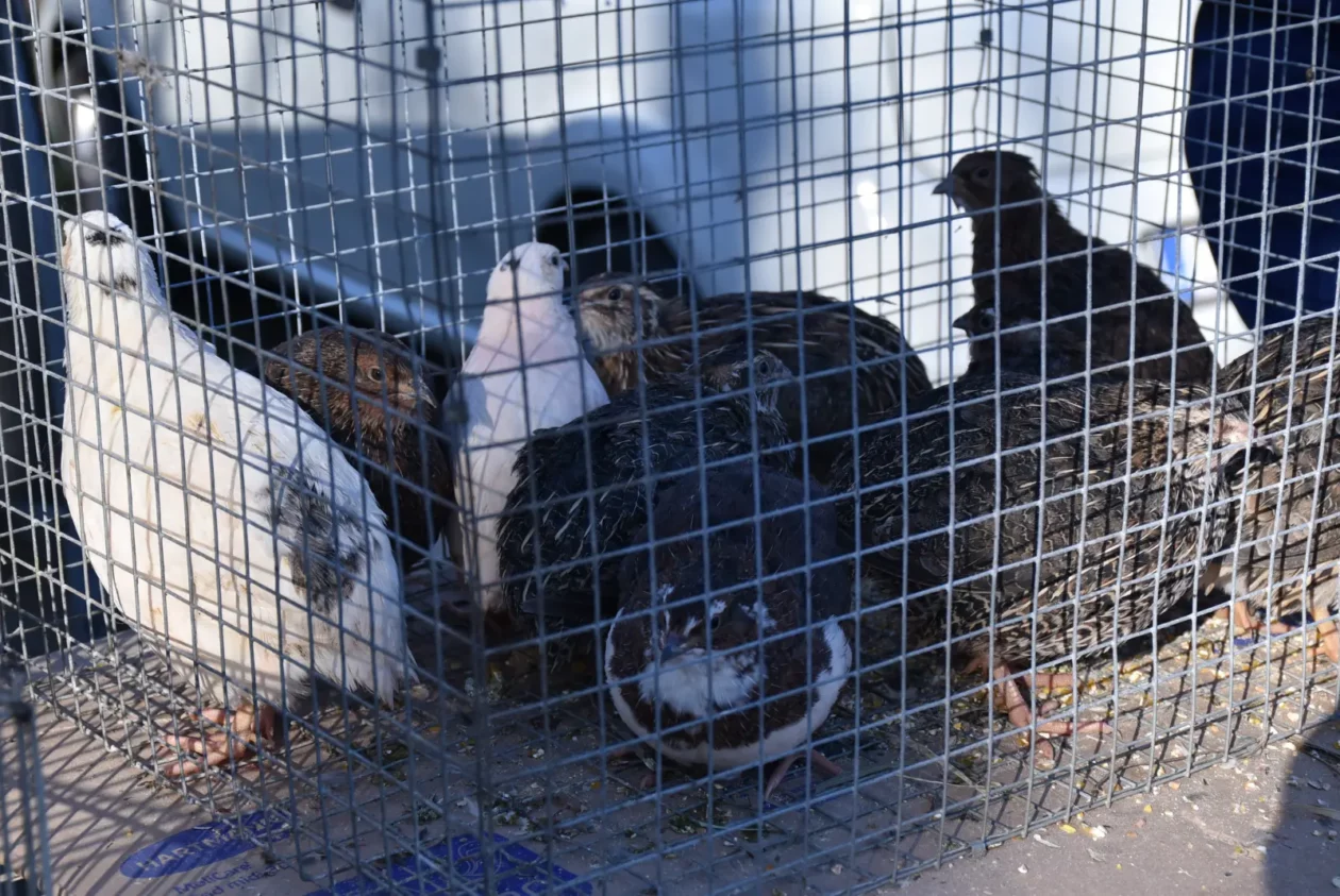 Sajam, Čakovec, 19.3 (47) Sajam, Čakovec, 19.3 (47)