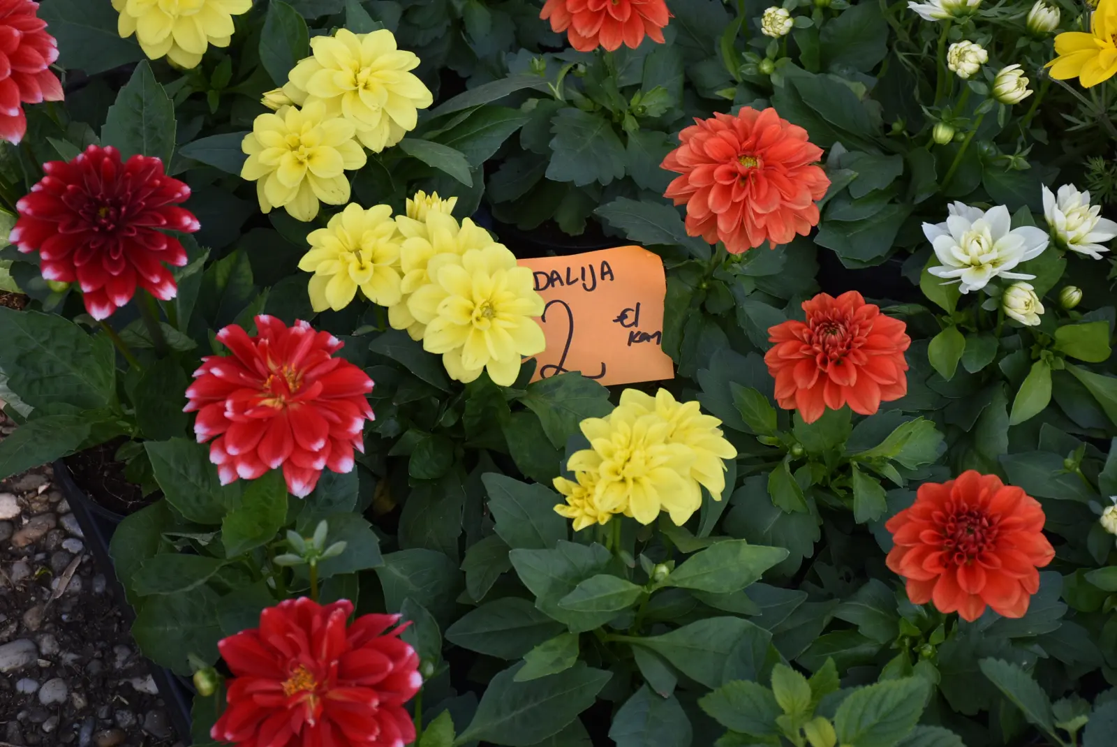 Sajam, Čakovec, 2.4 (13) Sajam, Čakovec, 2.4 (13)