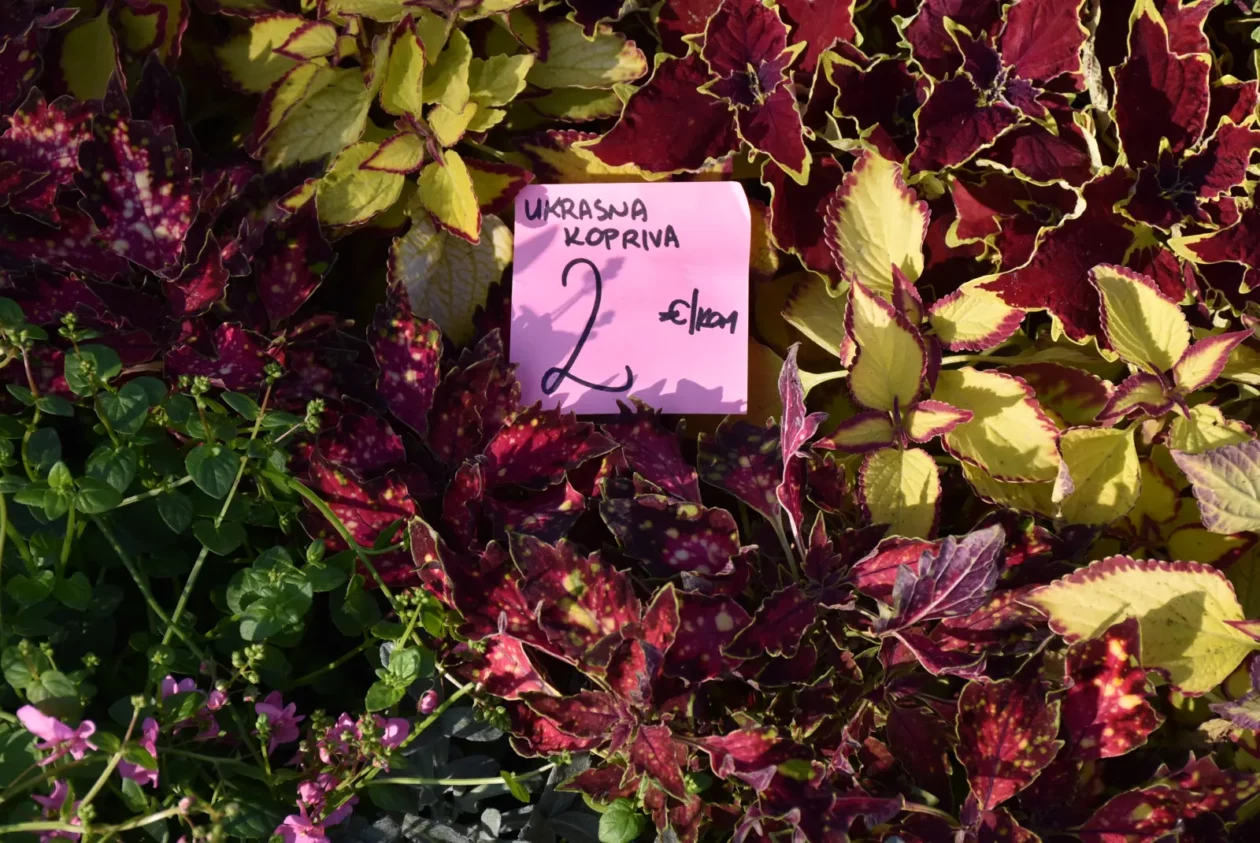 Sajam, Čakovec, 2.4 (14)