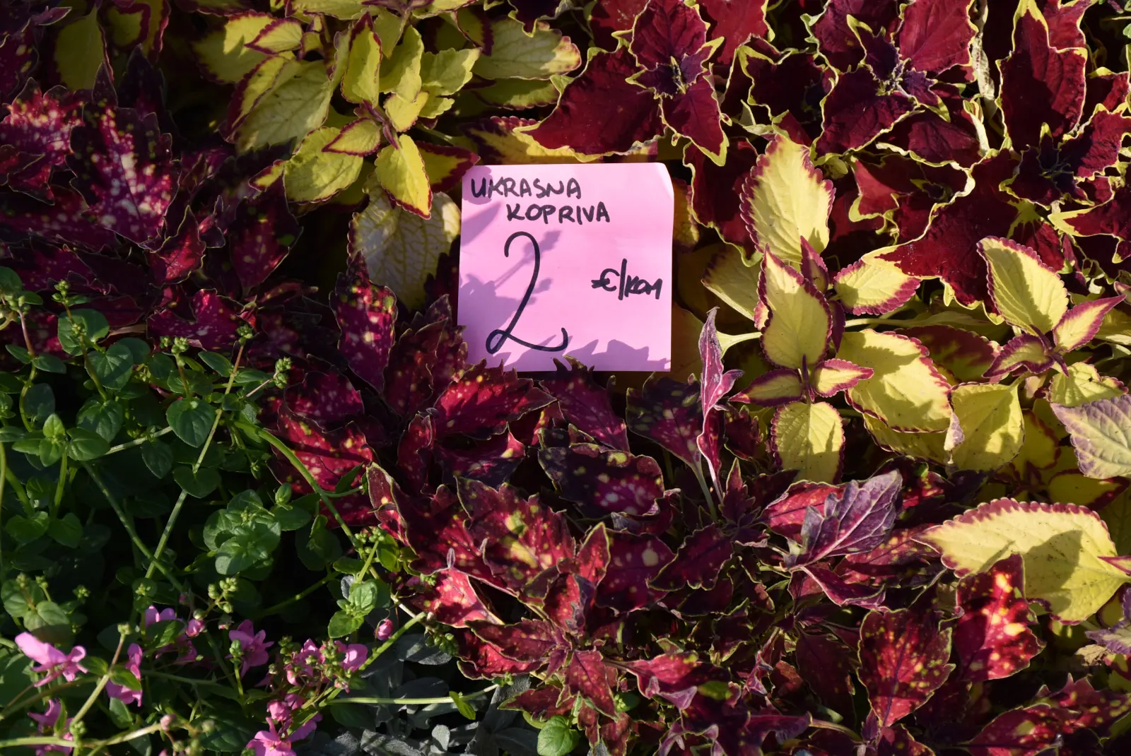 Sajam, Čakovec, 2.4 (14) Sajam, Čakovec, 2.4 (14)