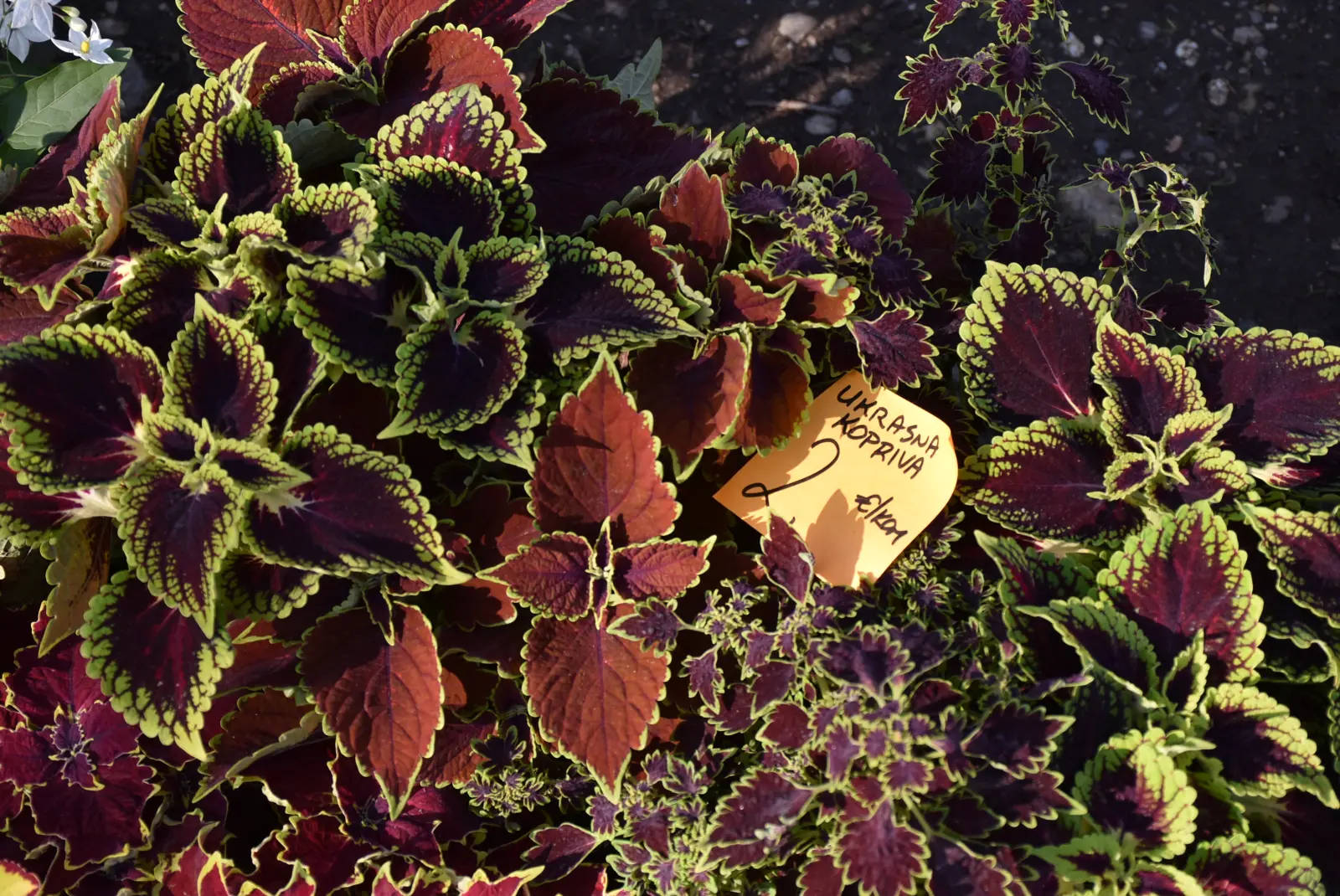 Sajam, Čakovec, 2.4 (15) Sajam, Čakovec, 2.4 (15)