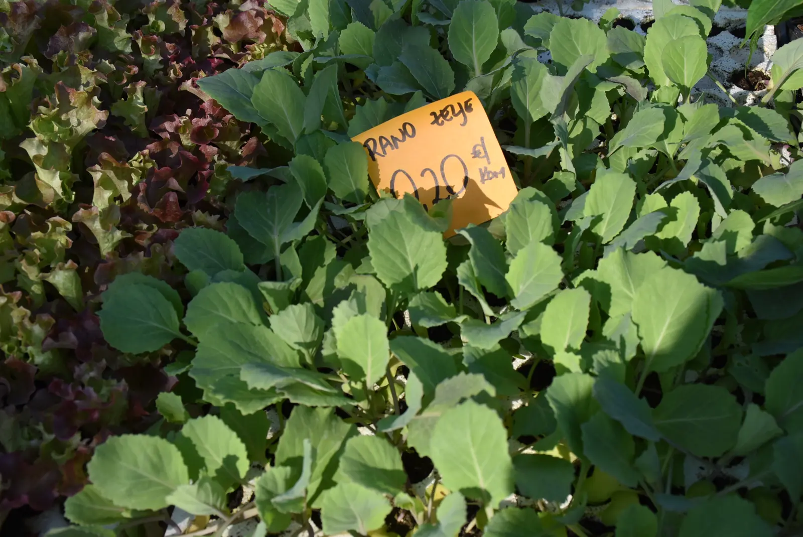 Sajam, Čakovec, 2.4 (16) Sajam, Čakovec, 2.4 (16)