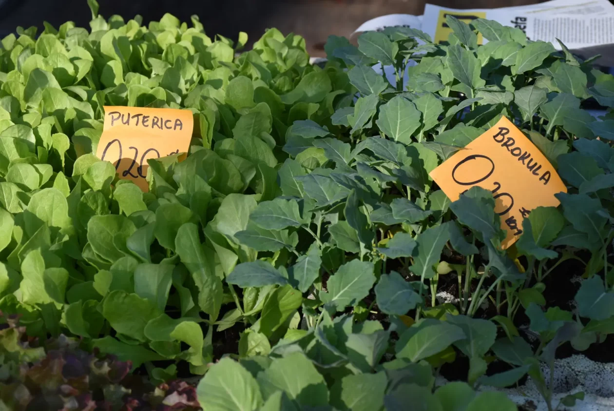 Sajam, Čakovec, 2.4 (18)