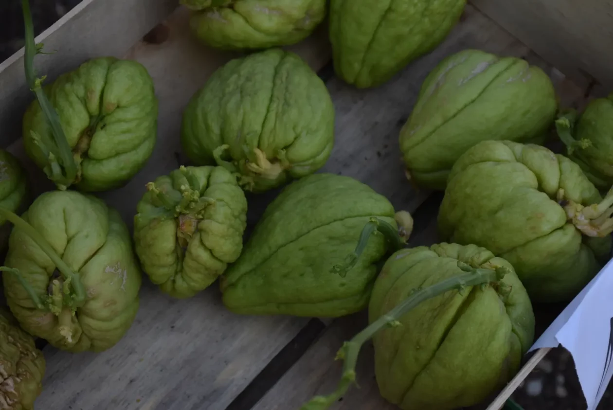 Sajam, Čakovec, 2.4 (20)