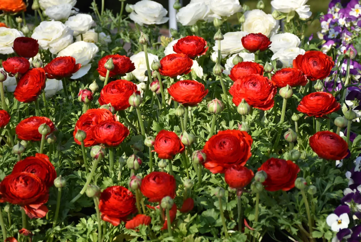 Sajam, Čakovec, 2.4 (24)