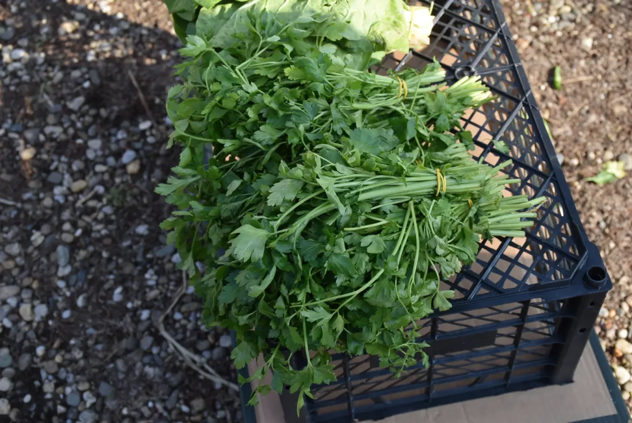 Sajam, Čakovec, 2.4 (26)