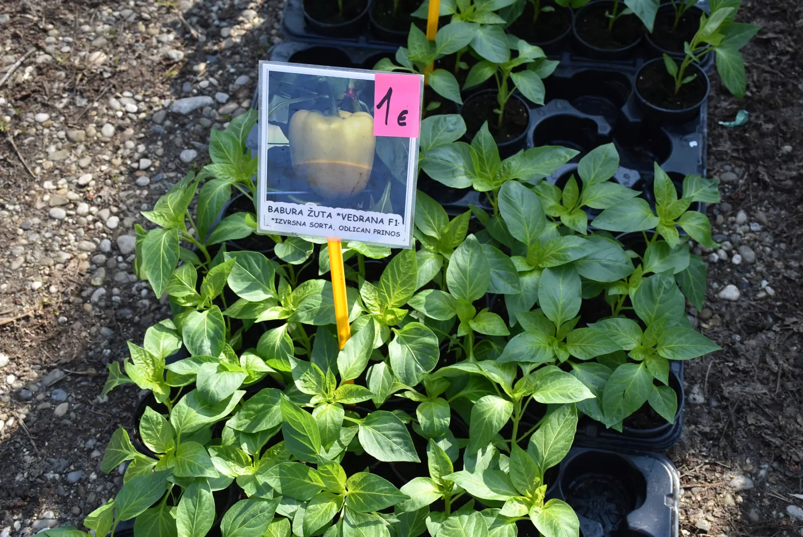 Sajam, Čakovec, 2.4 (32) Sajam, Čakovec, 2.4 (32)