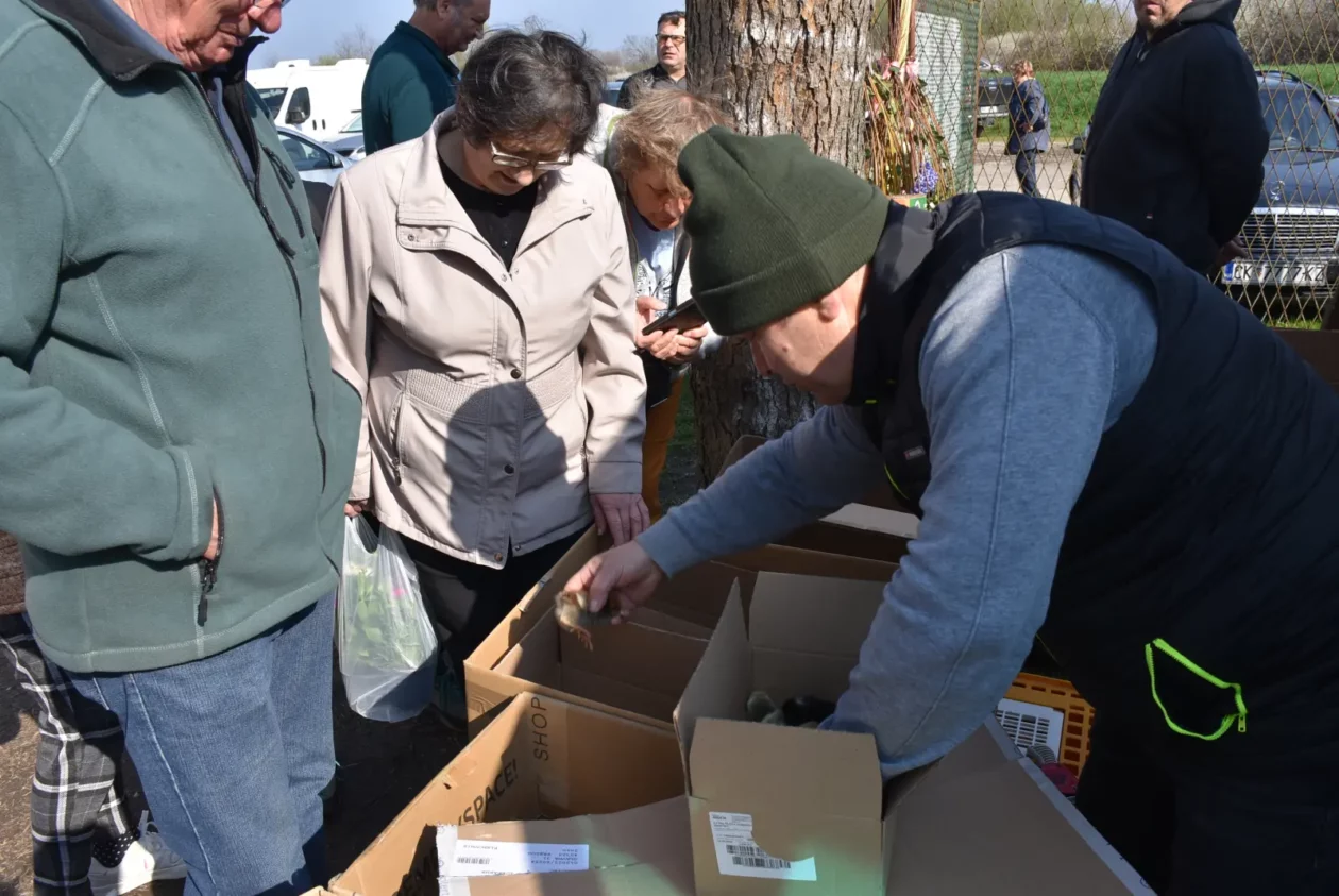 Sajam, Čakovec, 2.4 (47)