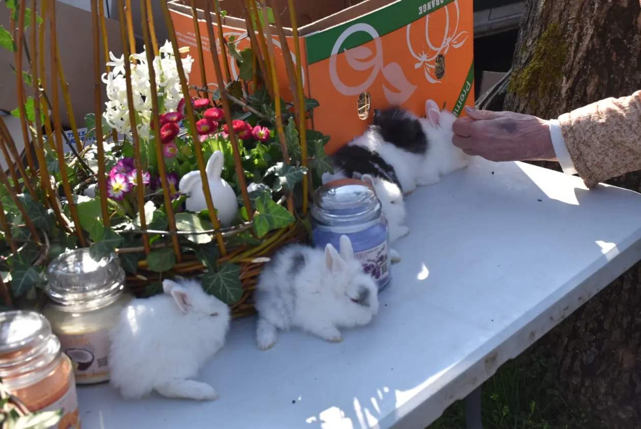 Sajam, Čakovec, 2.4 (48)