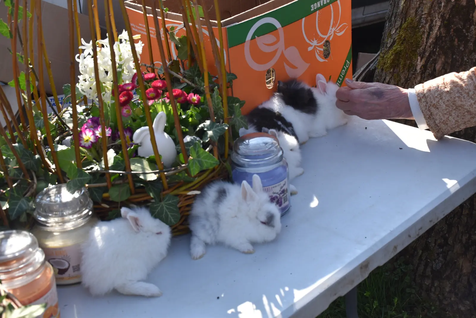 Sajam, Čakovec, 2.4 (48) Sajam, Čakovec, 2.4 (48)