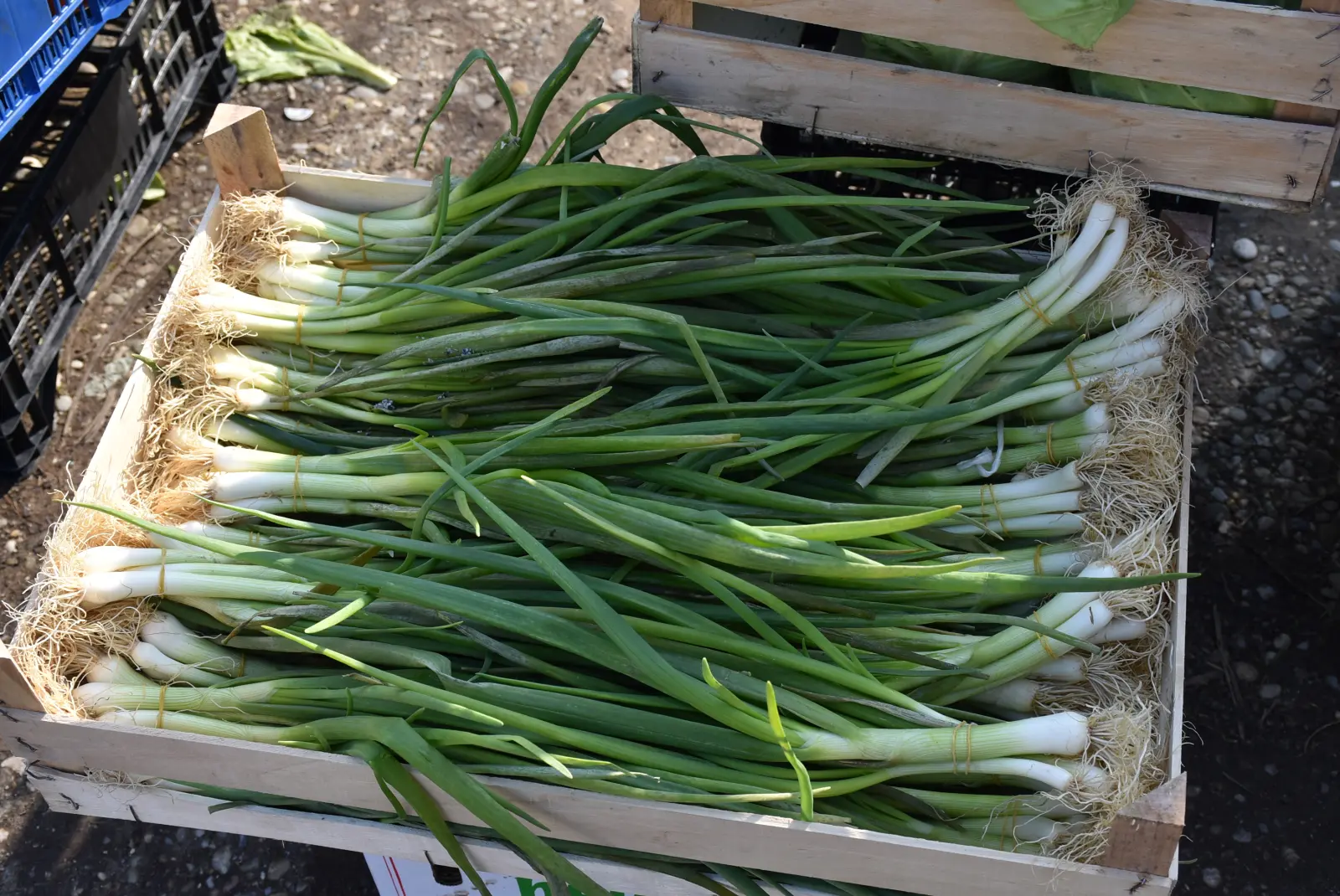 Sajam, Čakovec, 2.4 (5) Sajam, Čakovec, 2.4 (5)