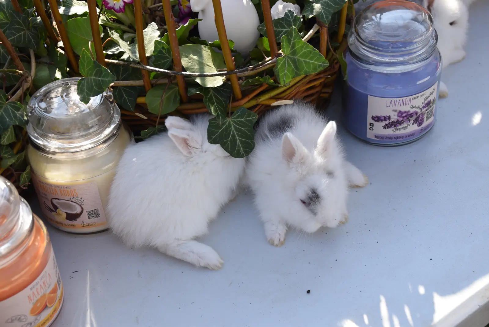 Sajam, Čakovec, 2.4 (50) Sajam, Čakovec, 2.4 (50)