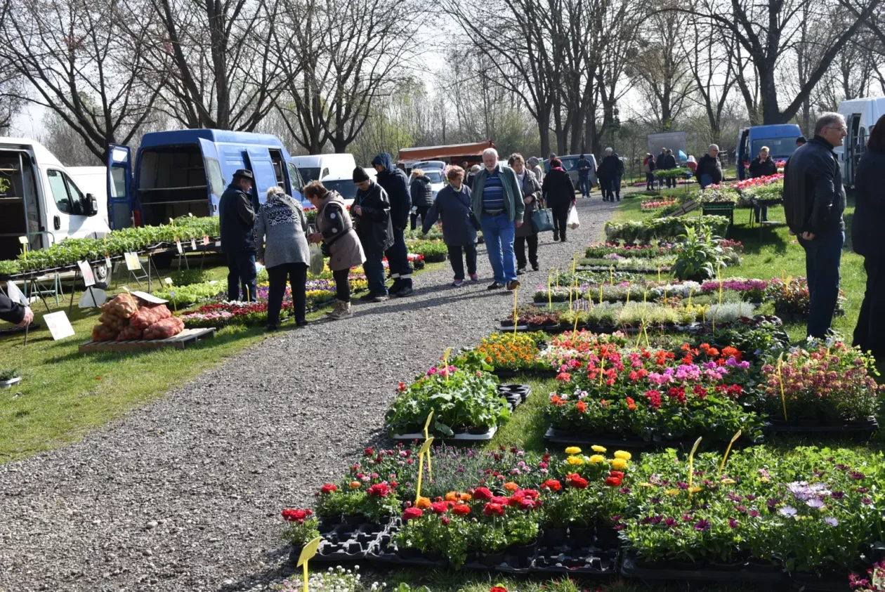 Sajam, Čakovec, 2.4 (55)