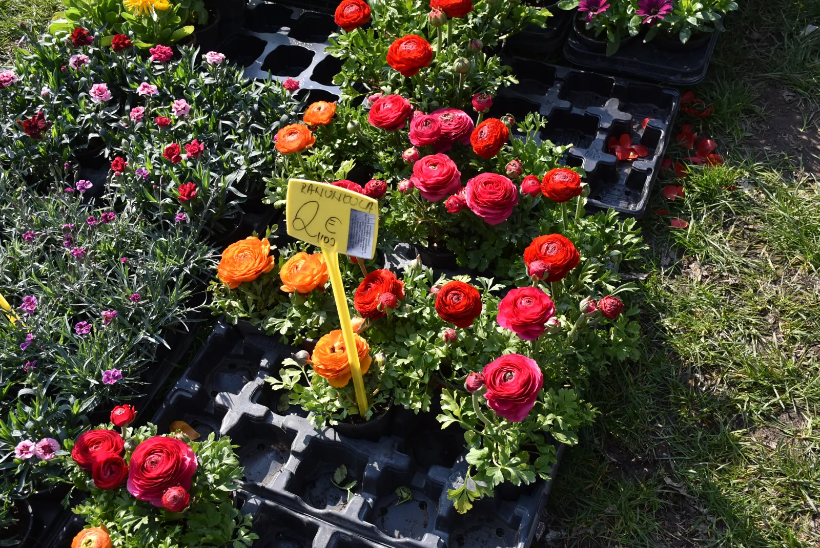 Sajam, Čakovec, 2.4 (56) Sajam, Čakovec, 2.4 (56)