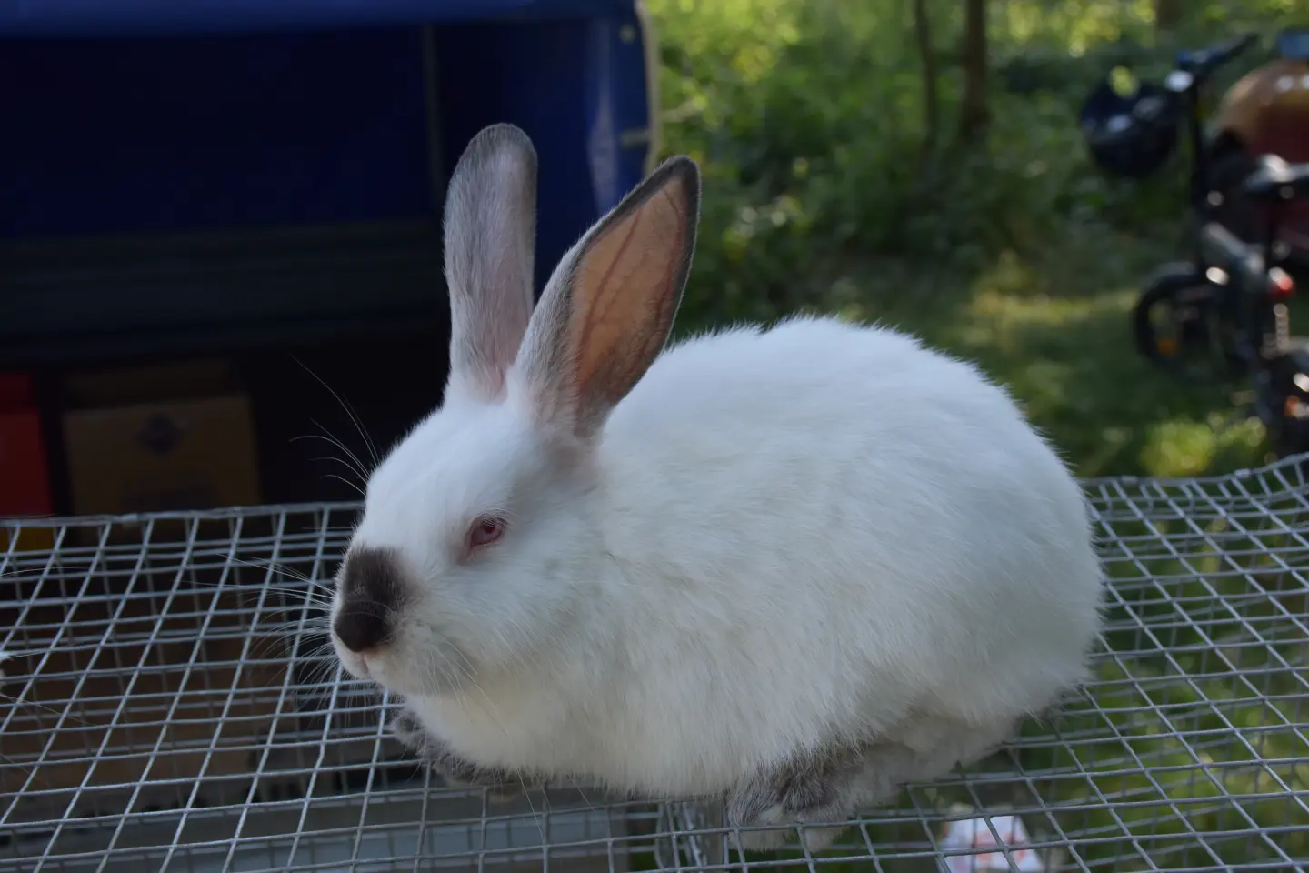 Sajam, Čakovec, 20.8.2025 (44)