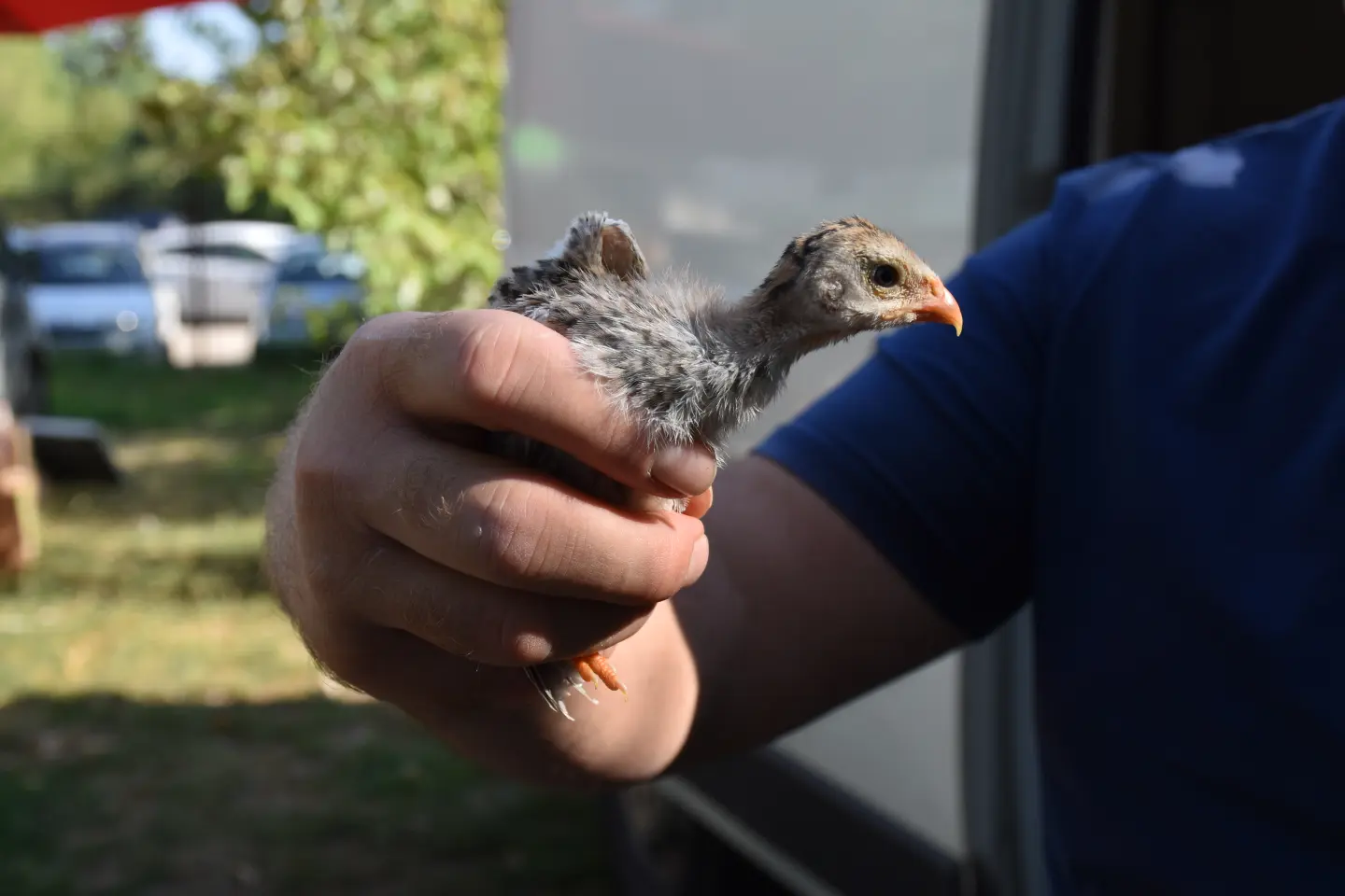 Sajam, Čakovec, 20.8.2025 (46)